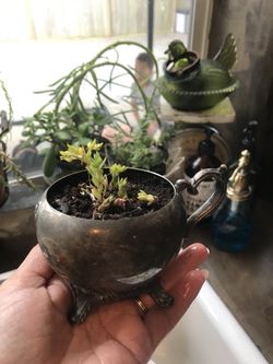 Adorable Silver plated succulent arrangement.