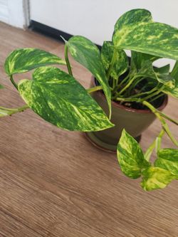 The Golden Pothos