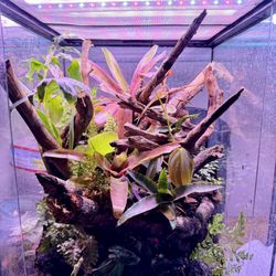 Bio active Reptile/Amphibian Tank 