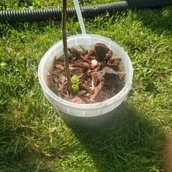 Golden Raspberry Plant