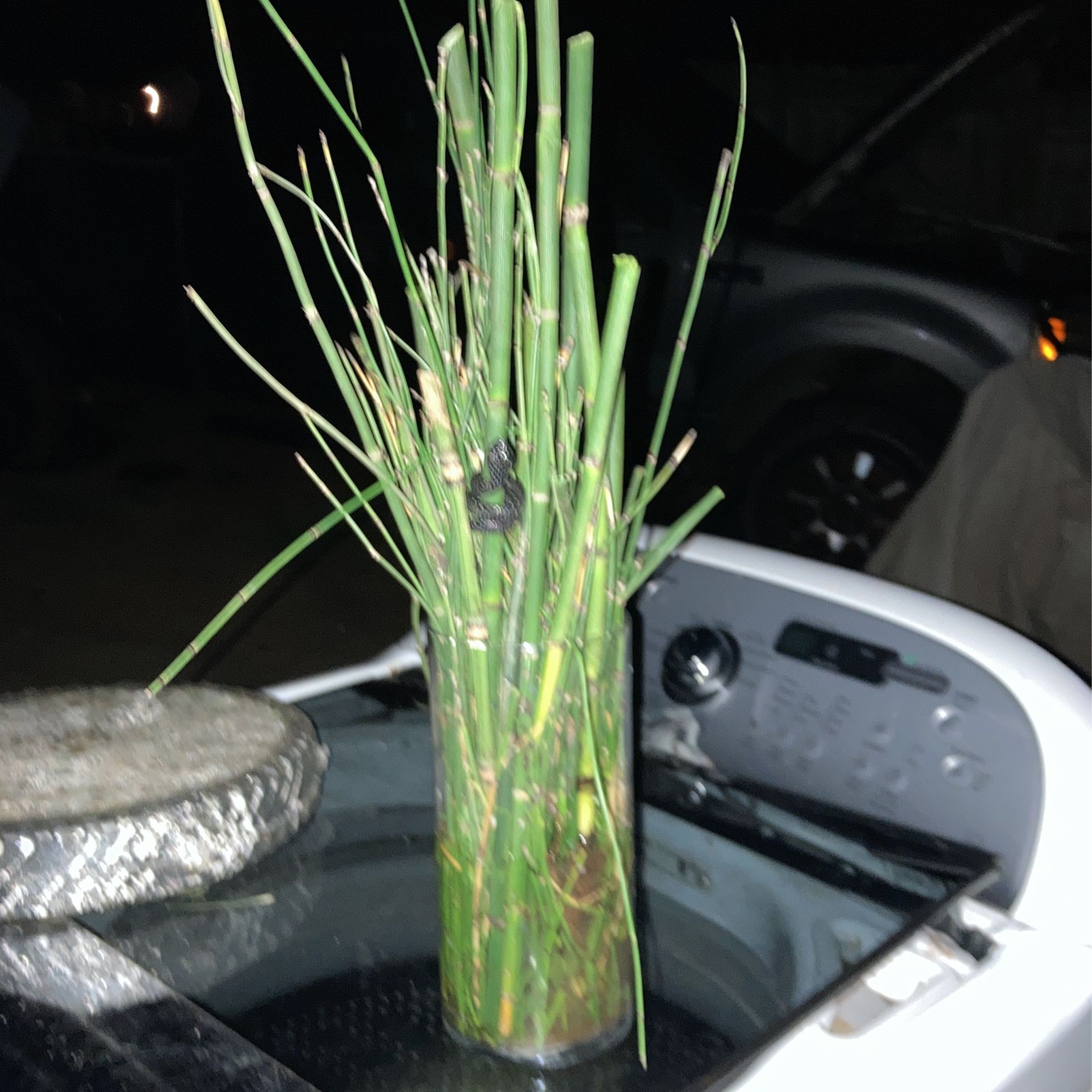 Horsetail Grass