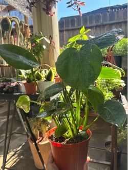 Monstera plants 🪴 🌿