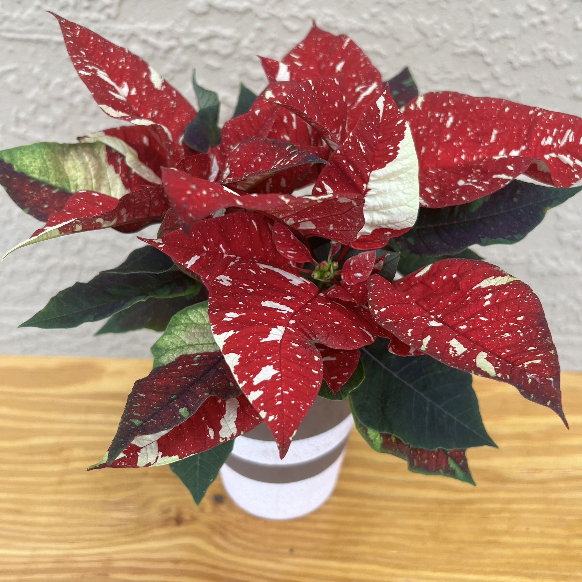 Stunning Red & White Poinsettia in New Clay Pot ๐บ๐บ๐บ