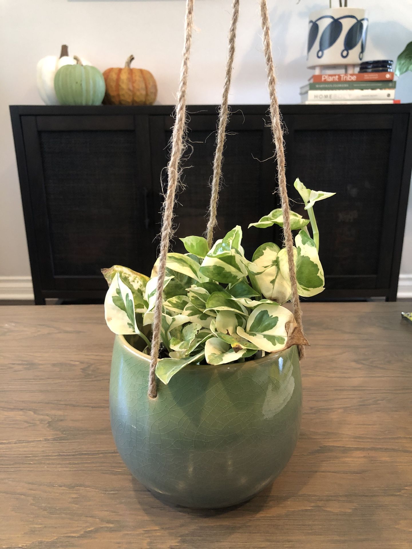Hanging planter pot plant not included