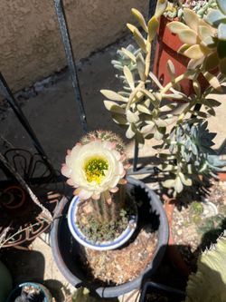 Succulent And House Plants With Sustainable Recycled Tin Cans, Etc
