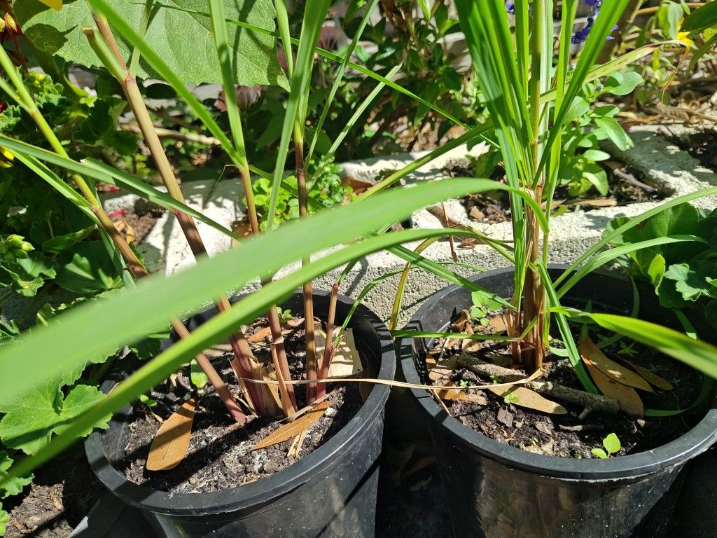 Lemongrass Plants
