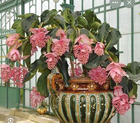 6” rare medinilla magnifica very hard to find ( first pic is example )