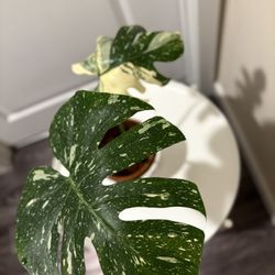 Variegated Monstera Thai Constellation  In Ceramic Pot Perfect Variegation 