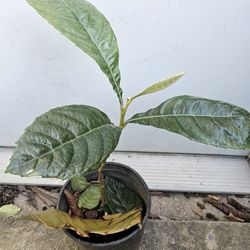 Small Loquat/ Nispero Tree