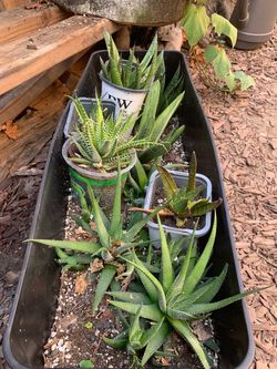 Haworthia Succulent Plants Collection