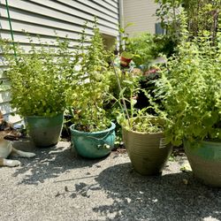 Outdoor Wildflowers in Ceramic Pots