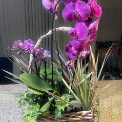 Any Occasion Plant Arrangements  35$