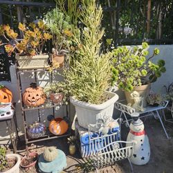 Over 4 Foot 3 Level Plant Stand 