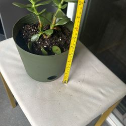 Jade Plant