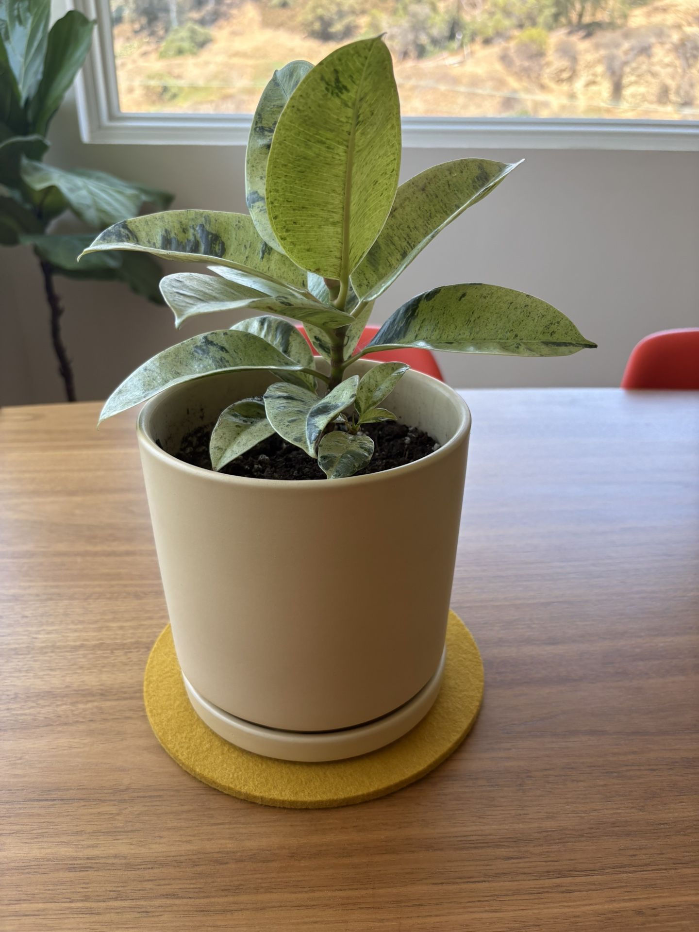 Moonshine Ficus In 6” Momma Pot