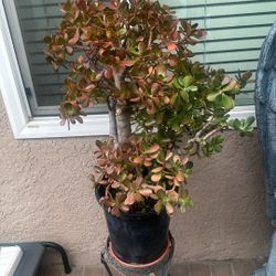 Planta muy sana