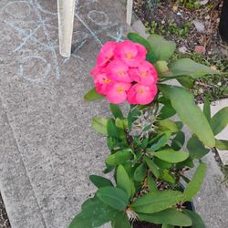 Euphorbia Corona De Espinas Plant 