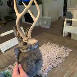Taxidermy Jackelopes!! $100 Each!!