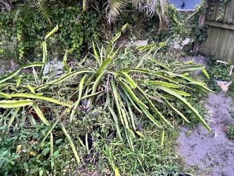 Dragon Fruit- Pitaya-Red Variety-Cuttings