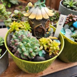 SUCCULENT ARRANGEMENT SALE THIS SUNDAY IN SAN LORENZO..PICK UP