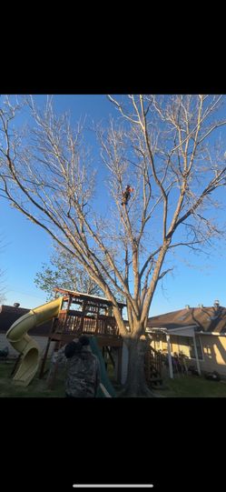 trees