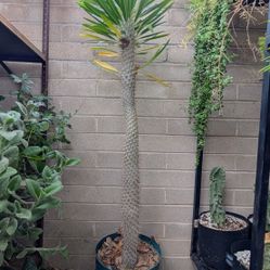 Large Madagascar Palm