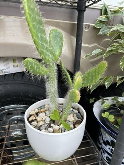 Cactus
