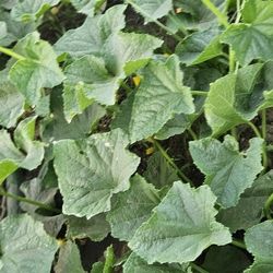 PEPINOS. ORGANICOS.    1$  Libra 
