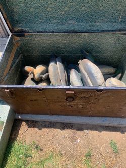 Old rubber duck decoys