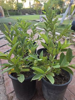 Guava/guayaba trees