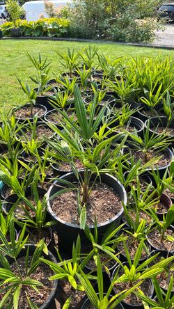 Chinese Windmill Palms