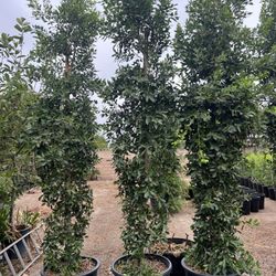 25 Gallon Ficus Indian Laurel