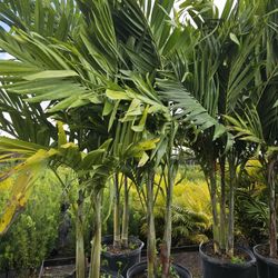 Christmas palms about y feet tall Instant decoration 