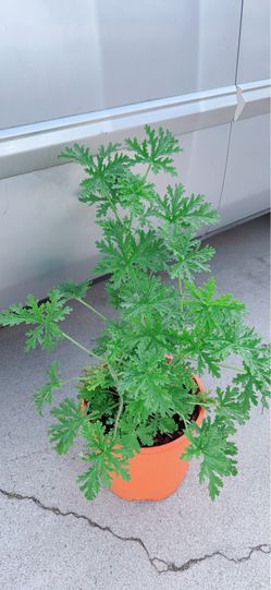Mosquito Repellent Plant 🦟 cây chống muỗi