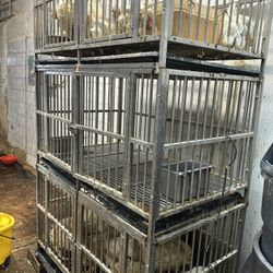 Sevena gallinas Juaula