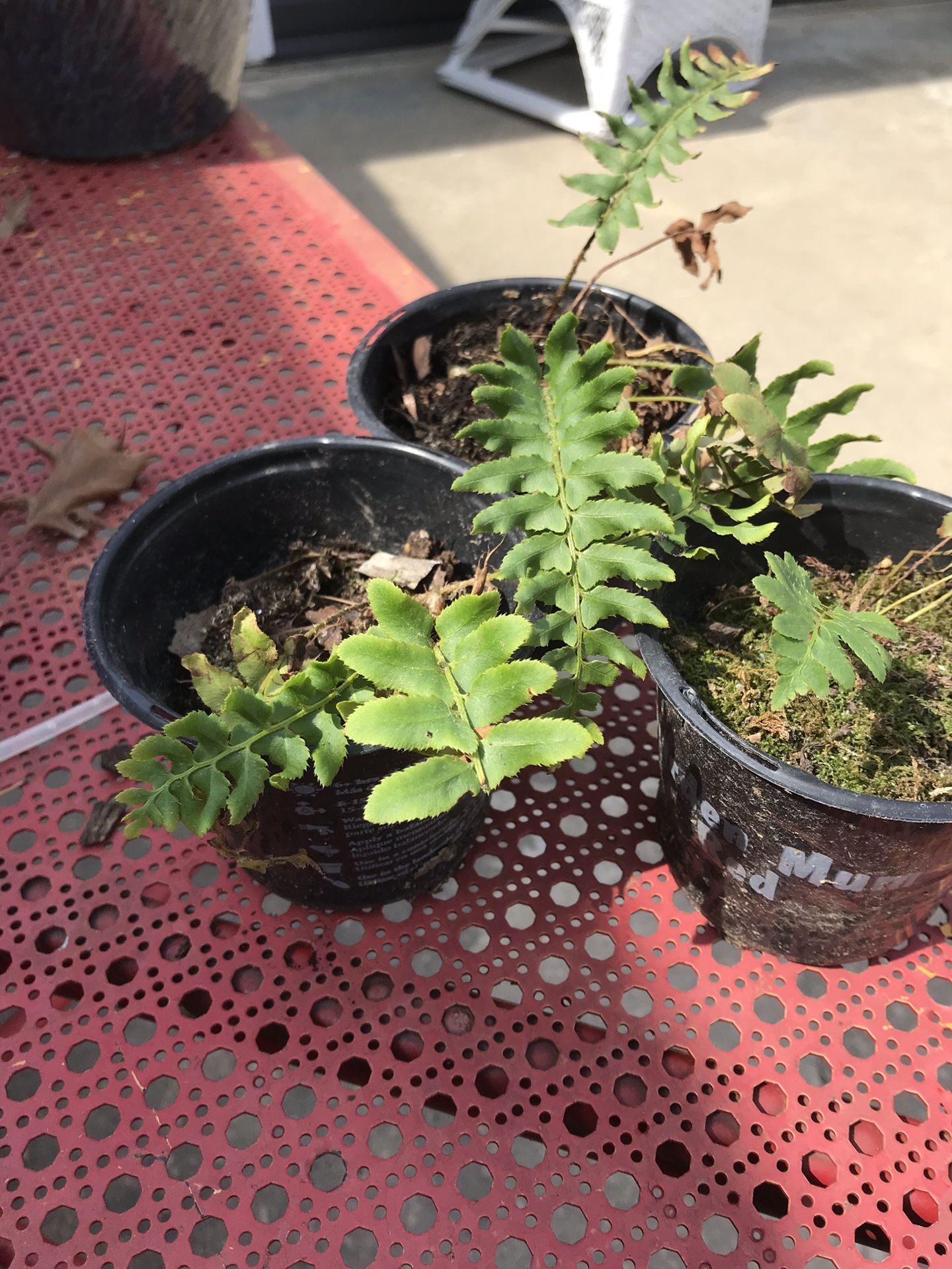 Ferns