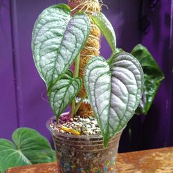 Rare Monstera Siltepecana~ El Salvador