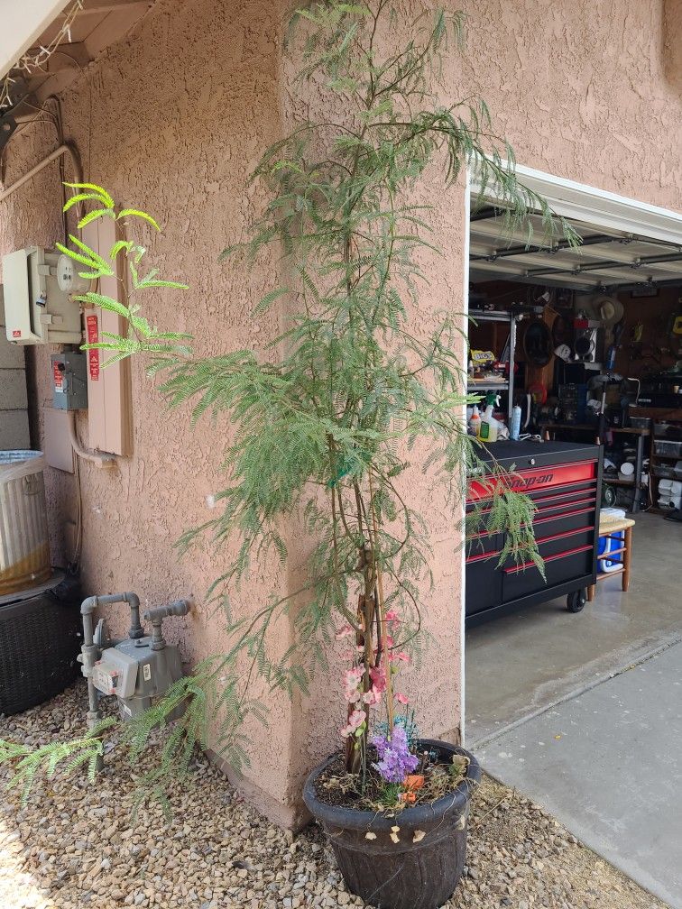 Mesquite Tree From Mexico