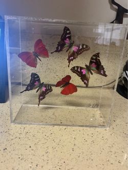 Vintage acrylic butterfly frame display