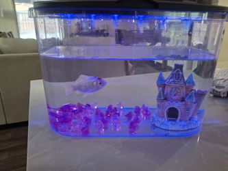 Fish with tank