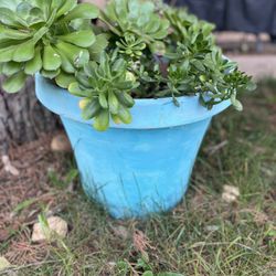 Large Succulent Plant 