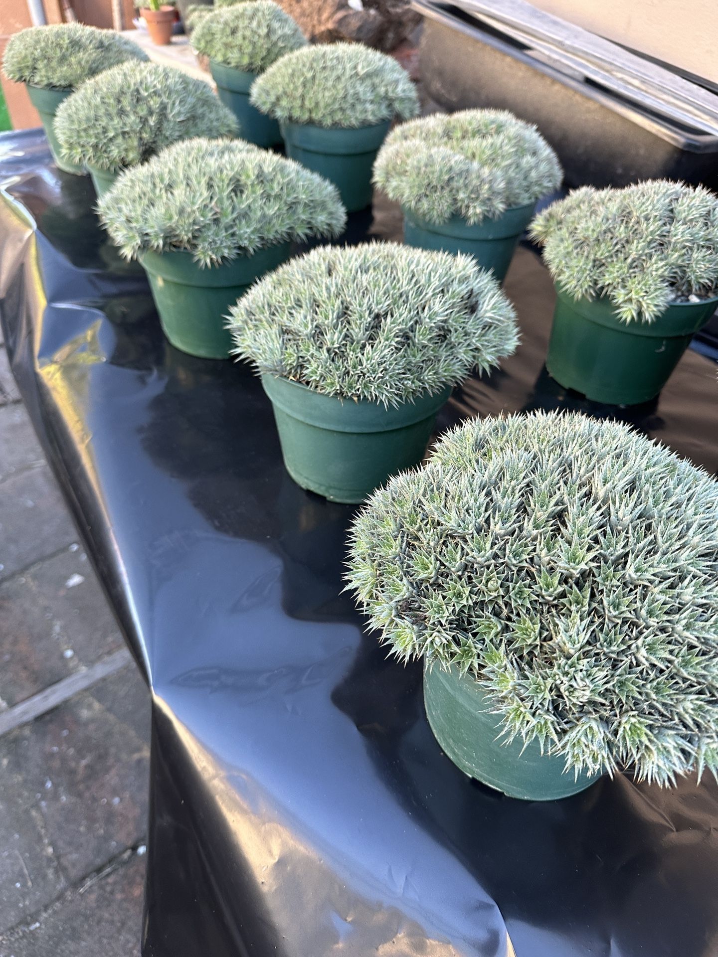 Deuterochnia Brevifolia Plants