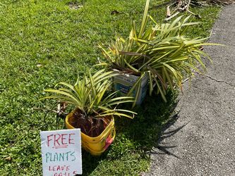 PANDANUS plants- FREE