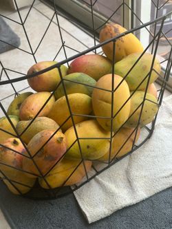 Valencia fresh mango from my tree four dollar each