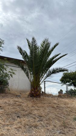 FREE Palm Tree