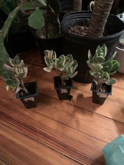 Vargirated Jade Plants!! $15 Each!! 