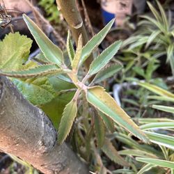 Calanchoe