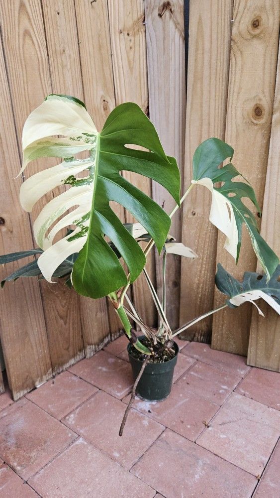 Giant Monstera Deliciosa Alba Albo variegated LIVE PLANT 3ft tall
