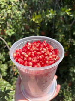 Pomegranate cup