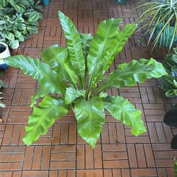 Birds Best Fern Tropical Plant 